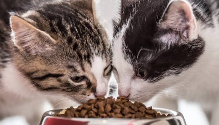 Kapan Anak Kucing Bisa Makan? Benarkah Usia 4 Sampai 5 Minggu Boleh Makan?