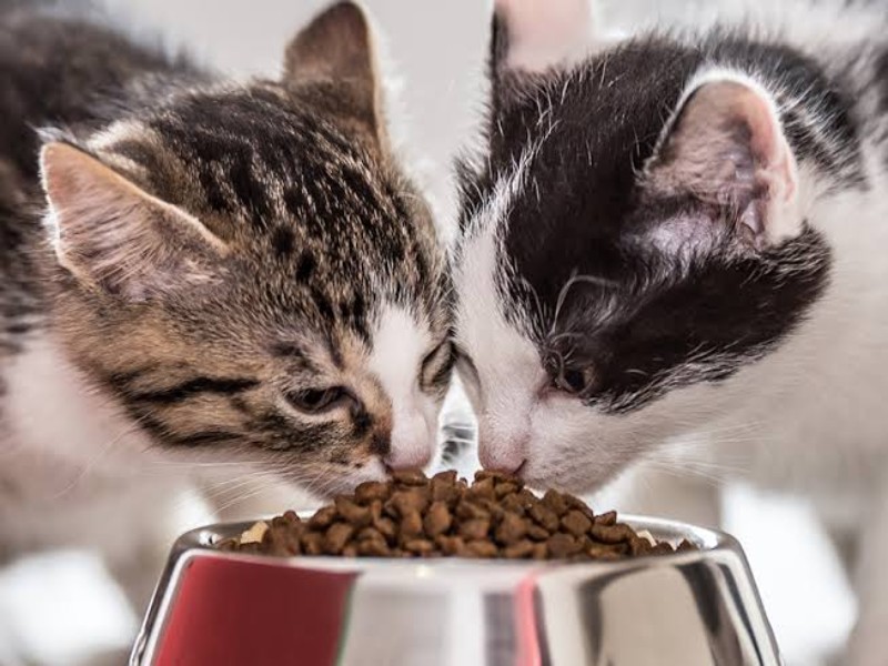 kapan anak kucing bisa makan