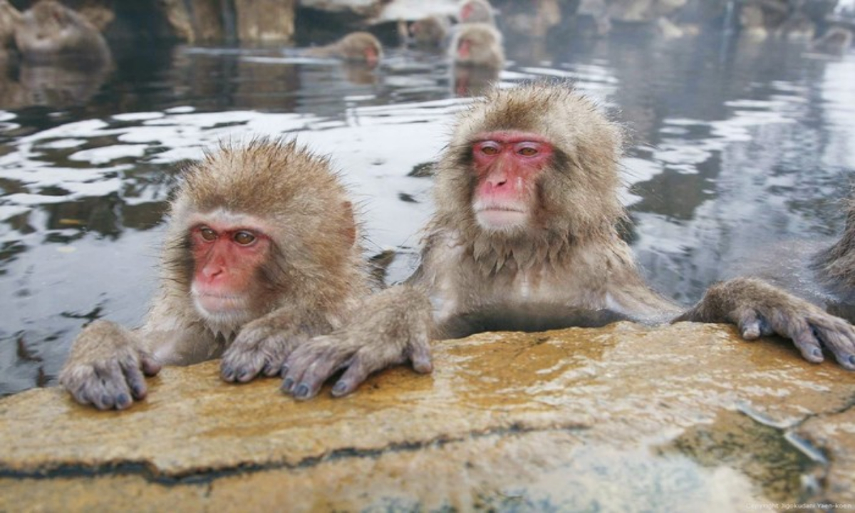 Musim Salju di Nagano Monyet Salju yang Menggemaskan Berendam di Kolam Air Panas(detik.com)