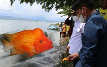 Populasi Ikan Red Devil Meledak di Danau Toba, Ini Solusinya