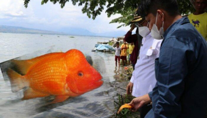 Populasi Ikan Red Devil Meledak di Danau Toba, Ini Solusinya