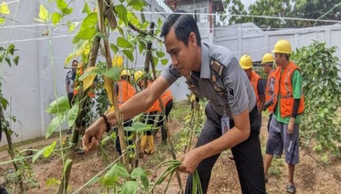 Warga Binaan Lapas  Kelas IIA Batam Kepri,  Panen 50 Gram Kacang Panjang