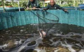 Diskan Batam Panen Perdana Budidaya  150 Kilogram Ikan Sistem Biofok