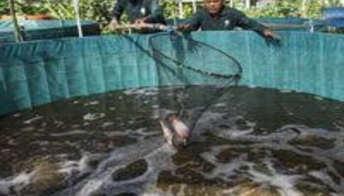 Diskan Batam Panen Perdana Budidaya  150 Kilogram Ikan Sistem Biofok