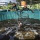 Diskan Batam Panen Perdana Budidaya  150 Kilogram Ikan Sistem Biofok